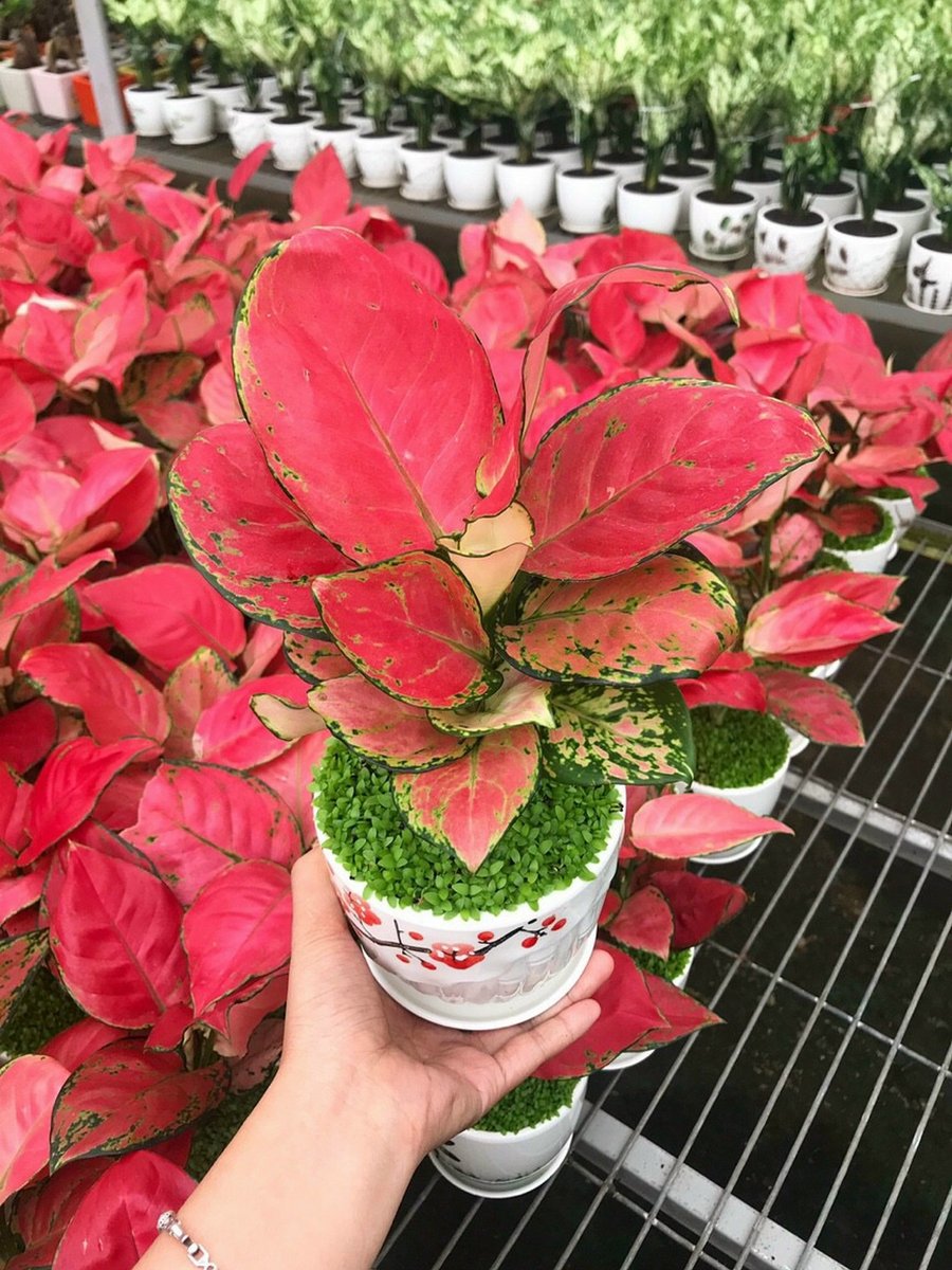 CÂY VẠN LỘC ĐỎ 3