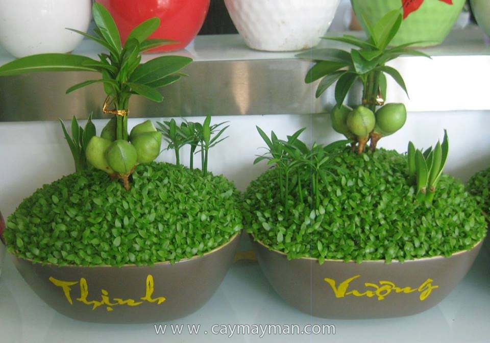 Cây may mắn 2
