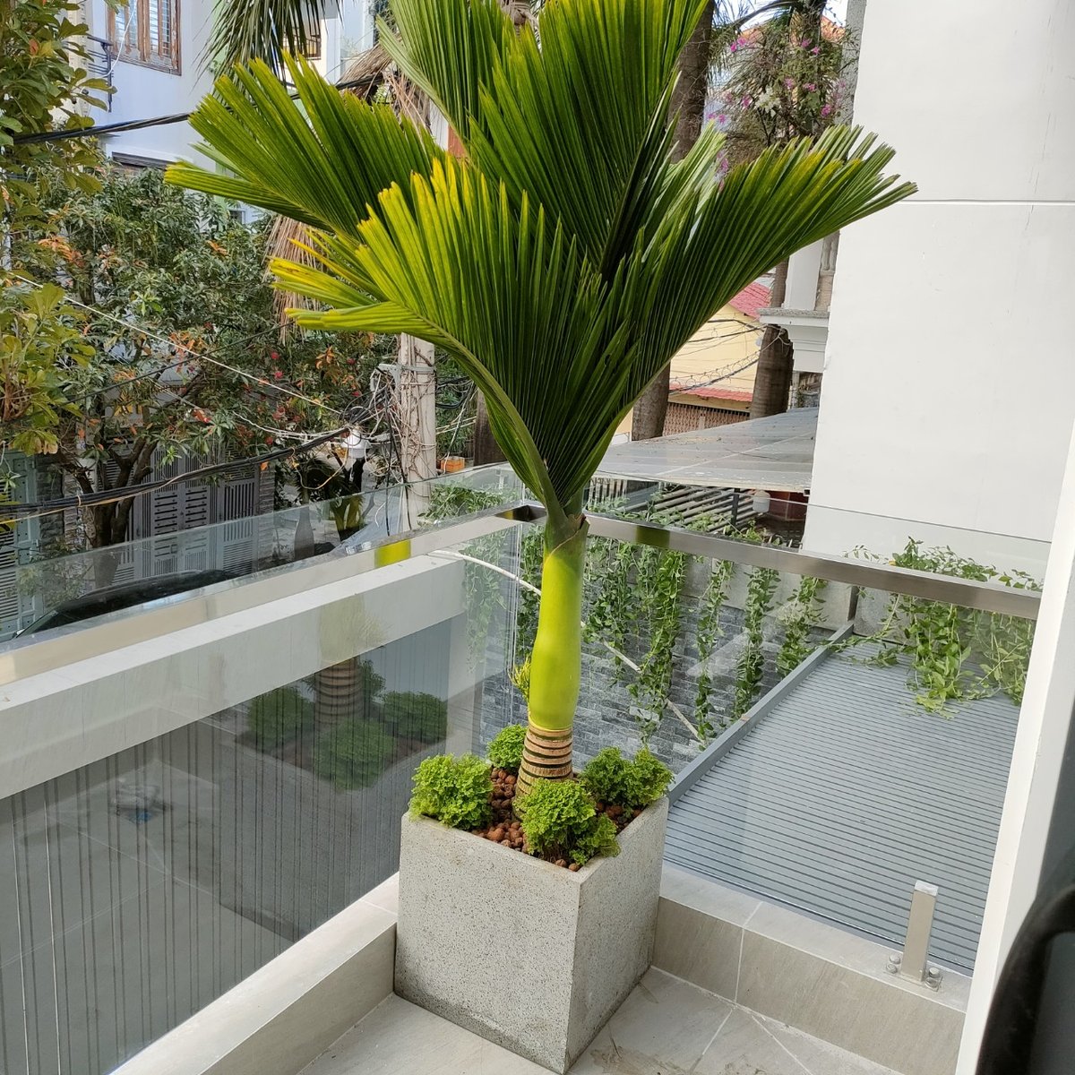 CÂY CAU HƯƠNG