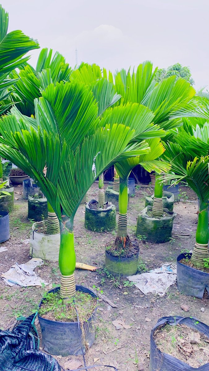 CÂY CAU HƯƠNG 2
