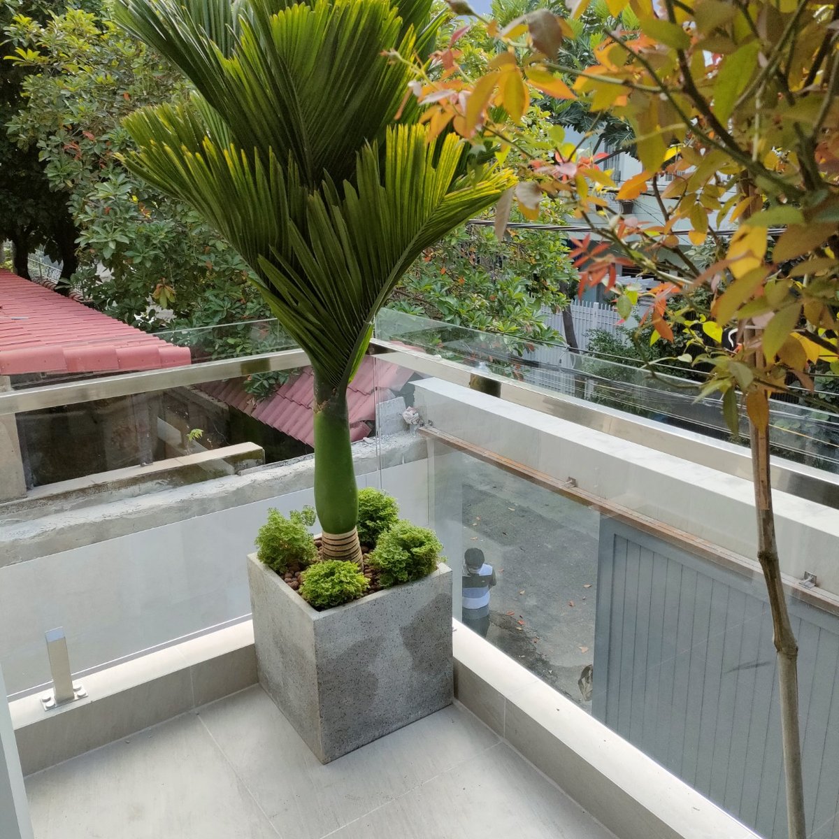 CÂY CAU HƯƠNG 3