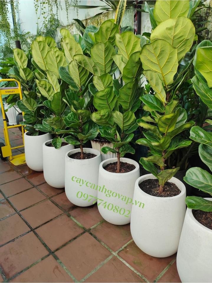 Cây bàng Singapore 3 Ngọn 3