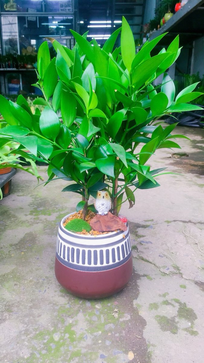 Cây Kim Giao