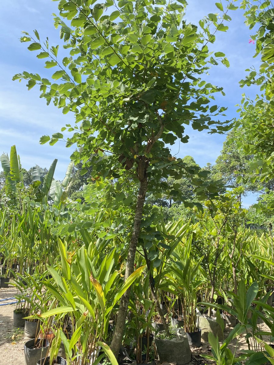 Cây Móng Bò