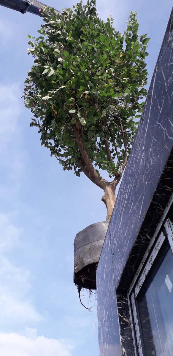 Cây Móng Bò 3