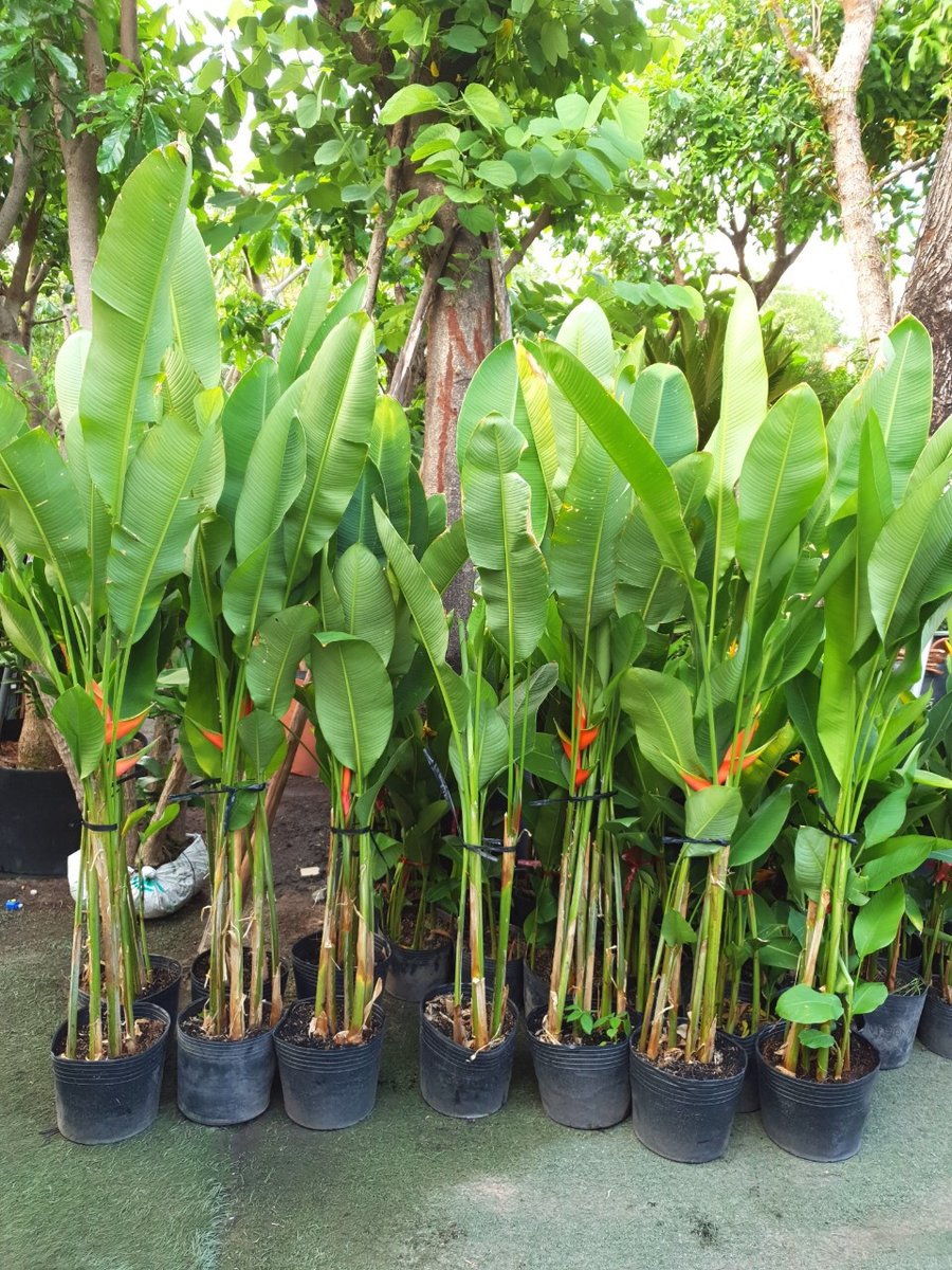 Chuối đuôi cá 3