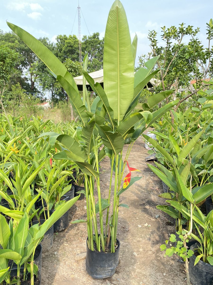 Cây chuối pháo 2