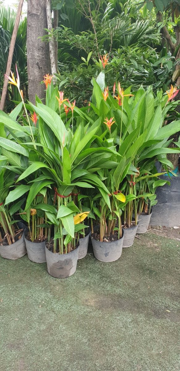 Cây mỏ két 3
