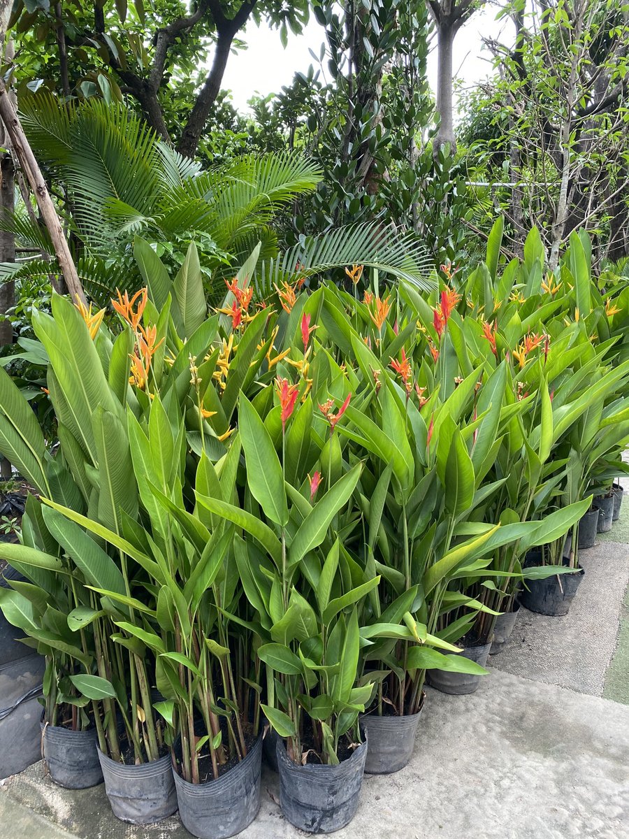 Cây mỏ két 2
