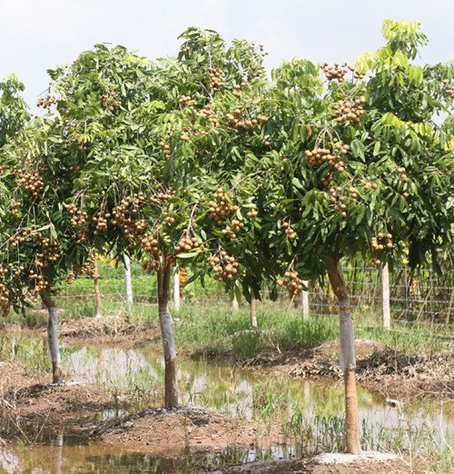 Cây Nhãn