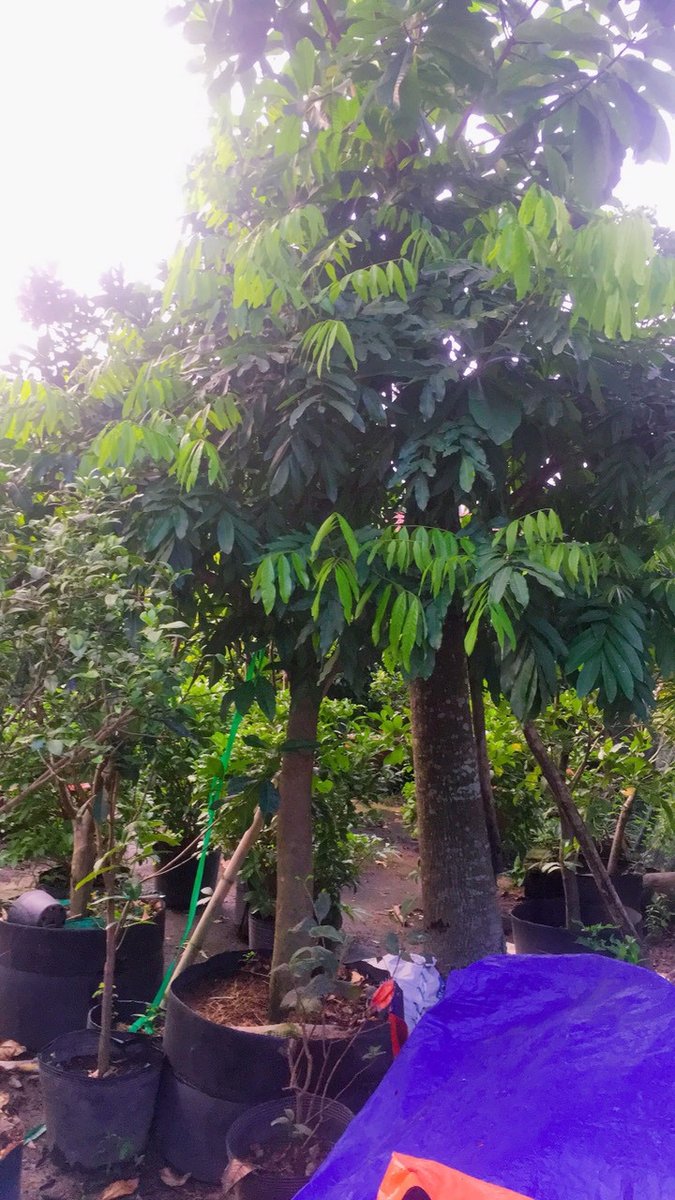 Cây Nhãn 2