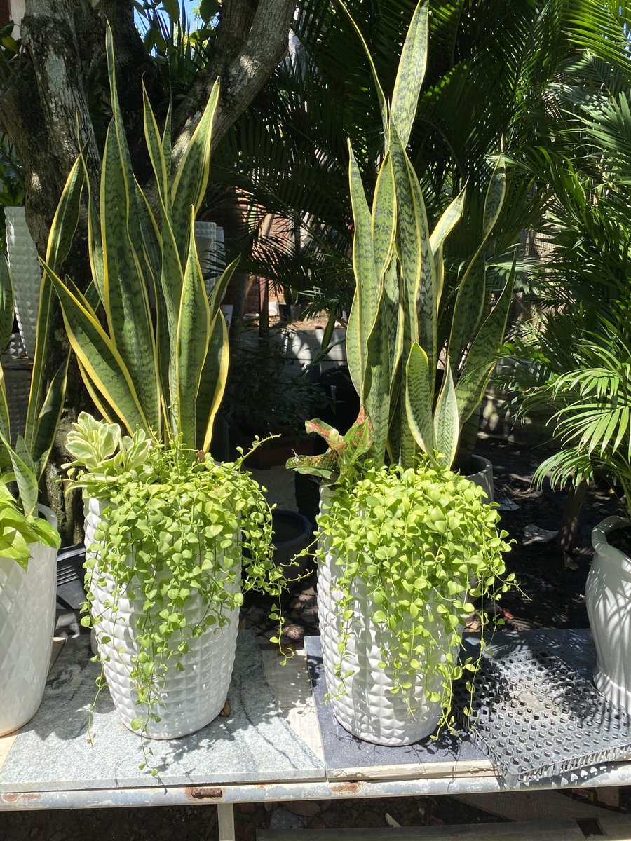 Cây Lưỡi Hổ 2