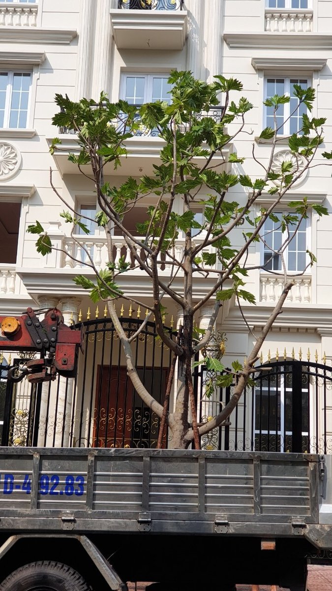 Cây sa kê 2
