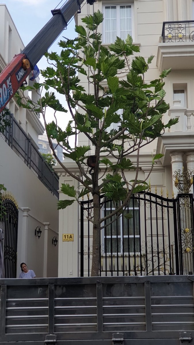 Cây sa kê