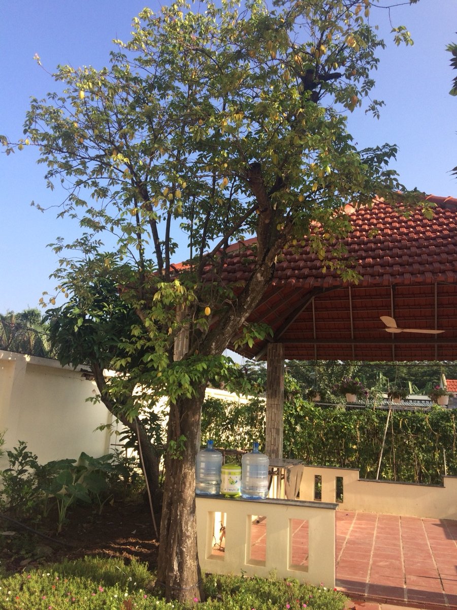Cây khế 3