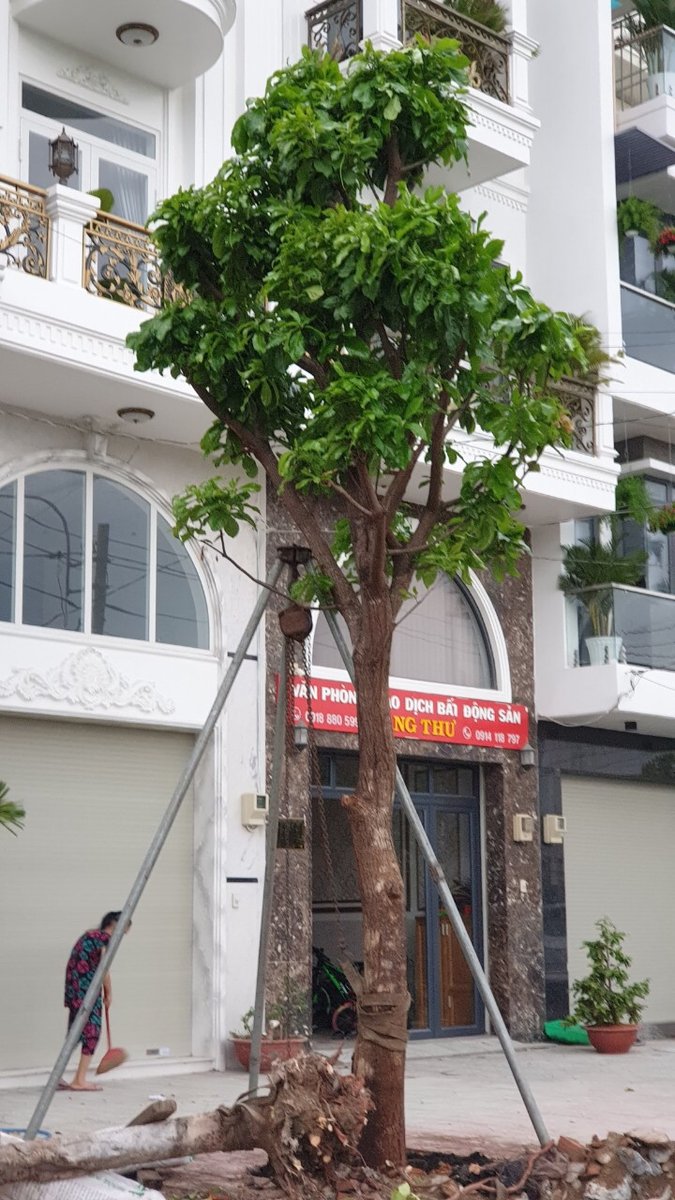 Cây lộc vừng 3