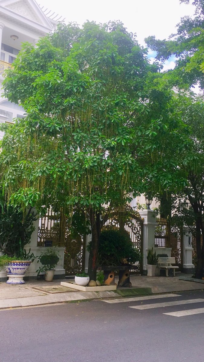 Cây lộc vừng