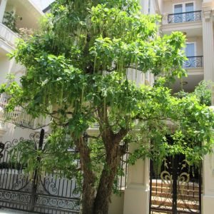 Cây lộc vừng 2