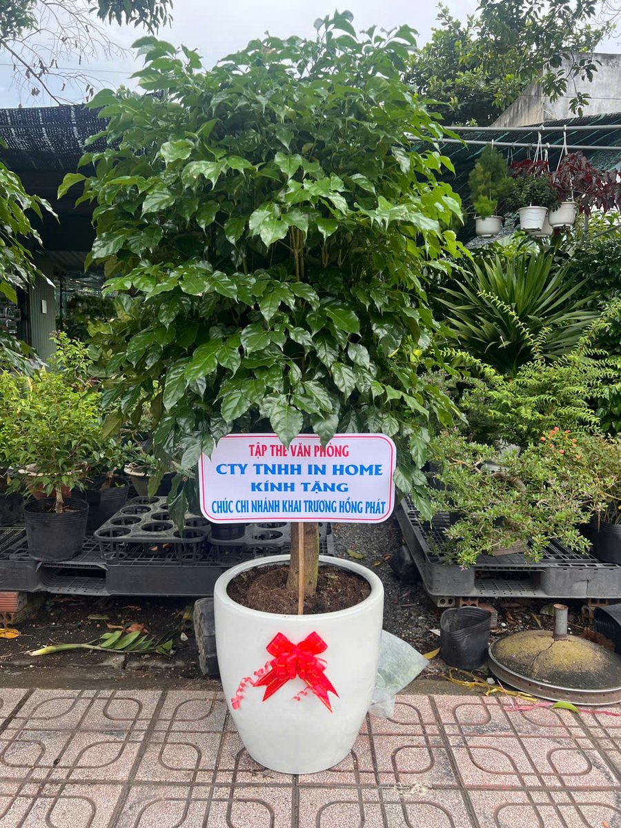 Hạnh Phúc Đại – 1.6 Mét 2