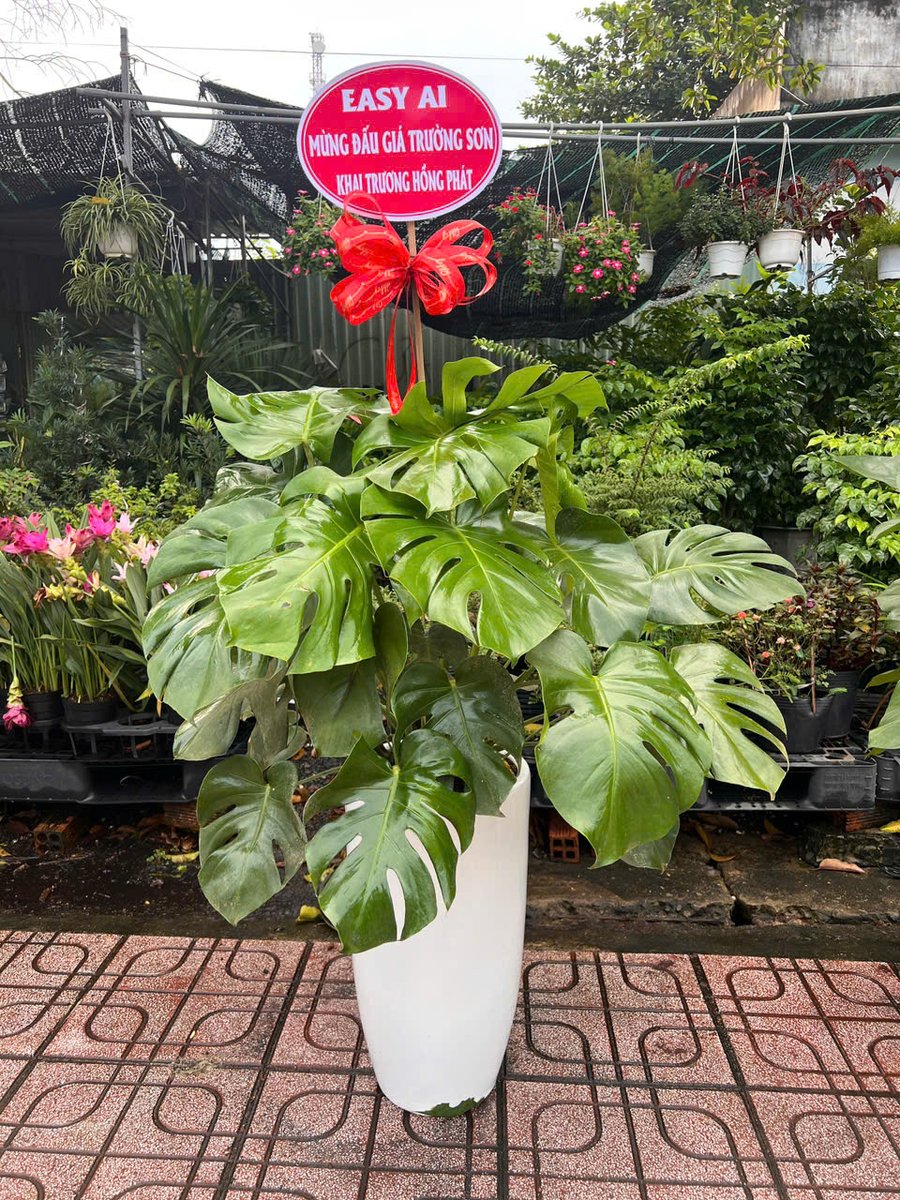 Trầu Bà Nam Mỹ – Monstera 2