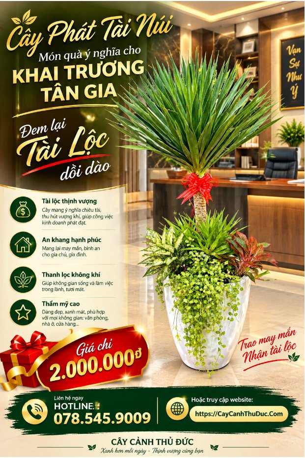 Cây Phát Tài Núi – Mix