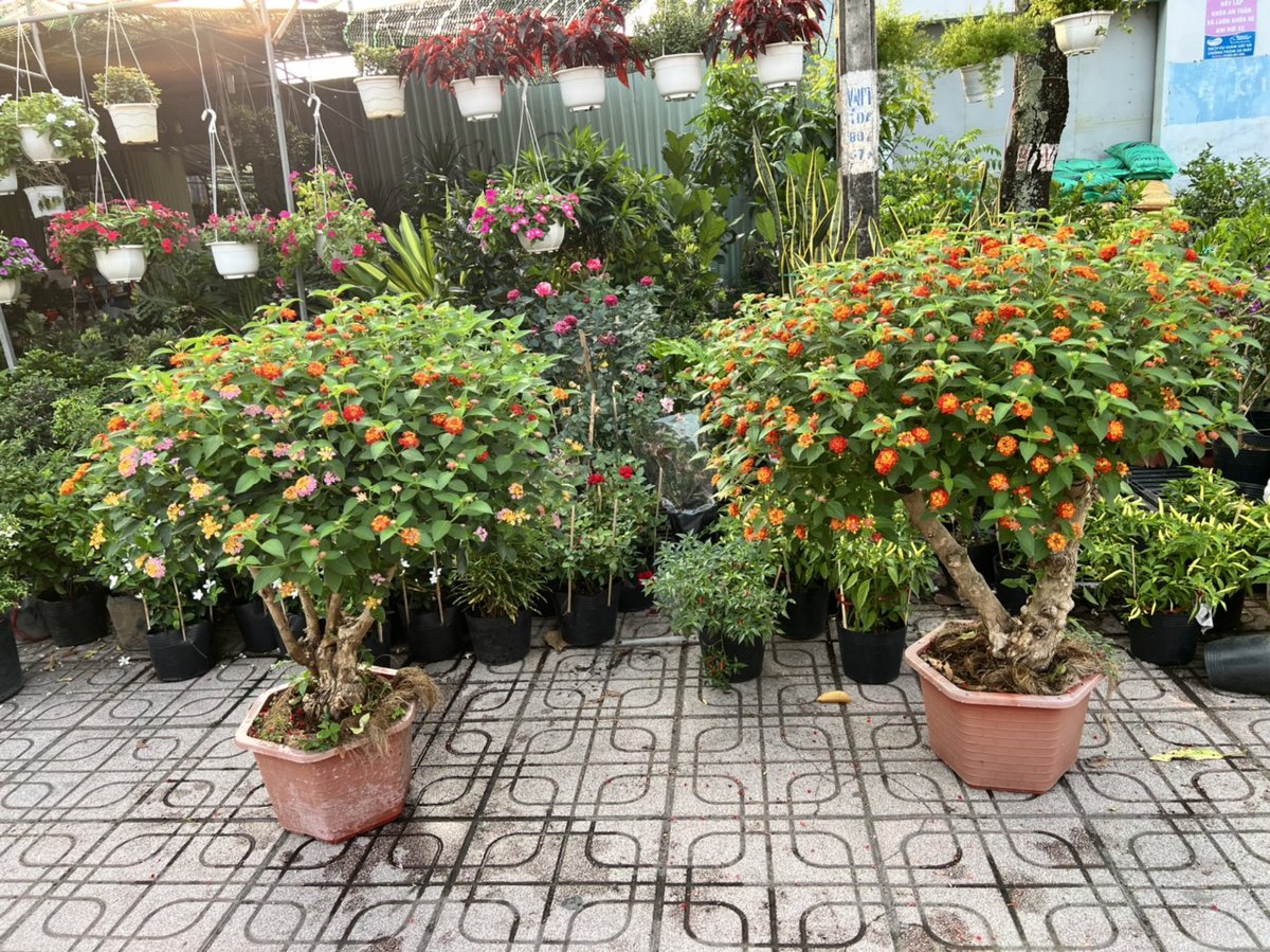 Trâm Ổi Ngũ Sắc 2