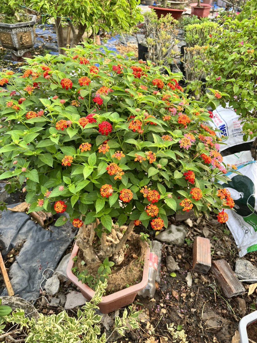 Trâm Ổi Ngũ Sắc