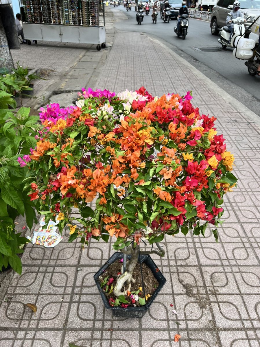 Bông Giấy Ngũ Sắc