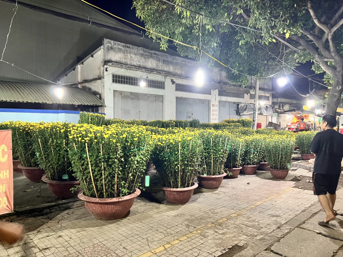 Cúc Đại Đóa 80 3