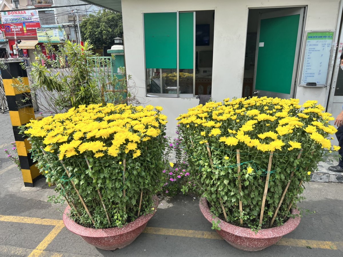 Cúc Đại Đóa 60cm 2
