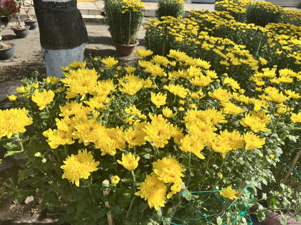 Cúc Đại Đóa 60cm