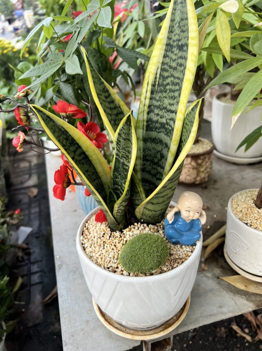 Lưỡi Hổ Để Bàn 2