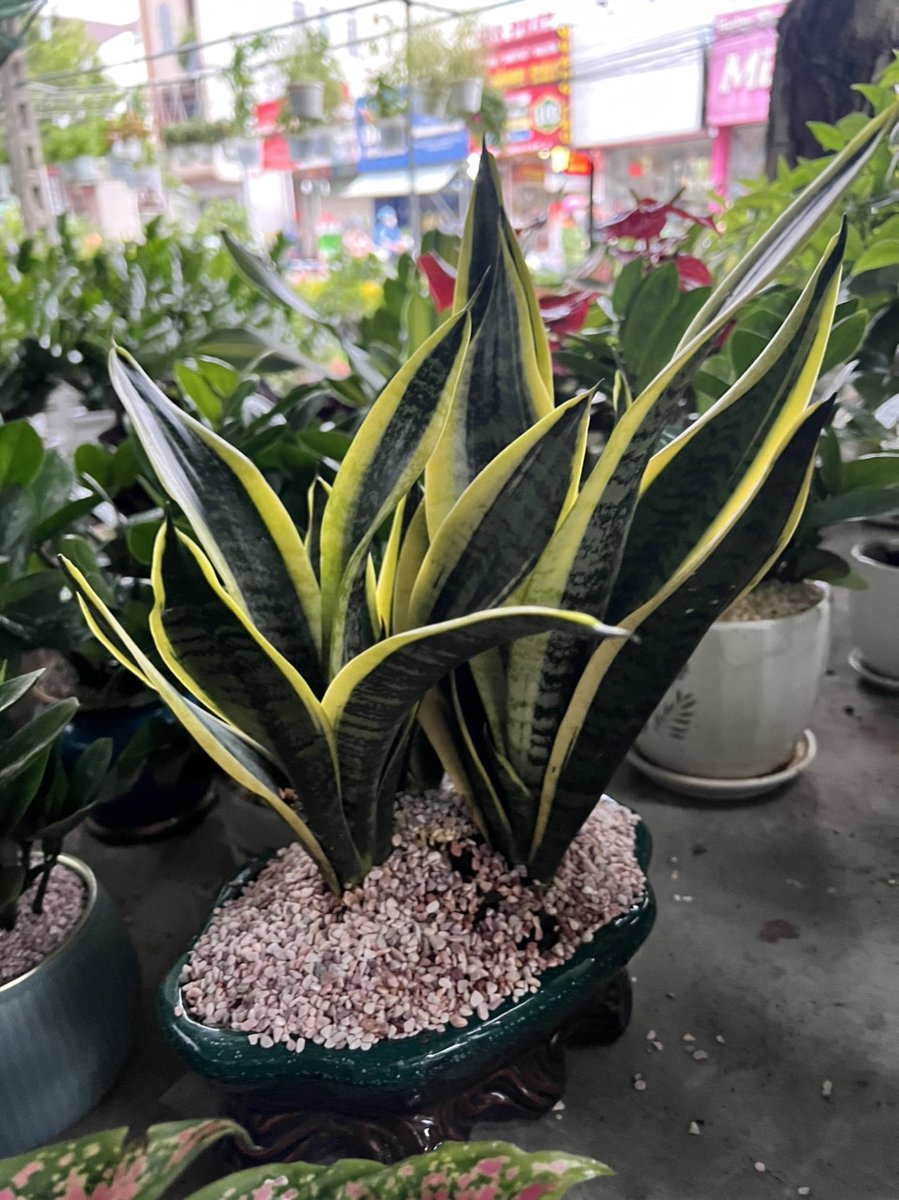 Lưỡi Hổ Để Bàn 3