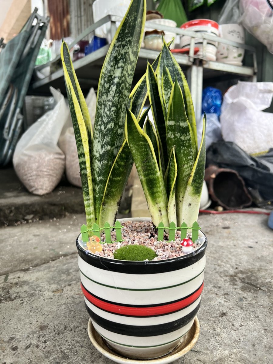 Lưỡi Hổ Để Bàn
