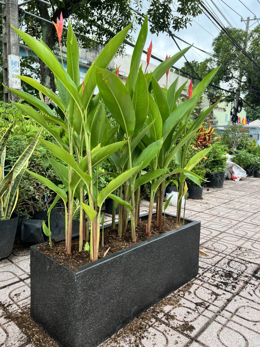 Chuối Thiên Điểu 3