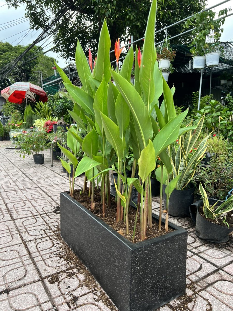 Chuối Thiên Điểu 2