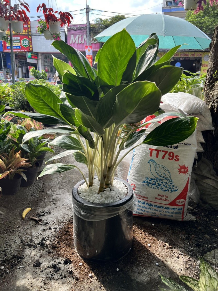 Bạch Mã Hoàng Tử 3