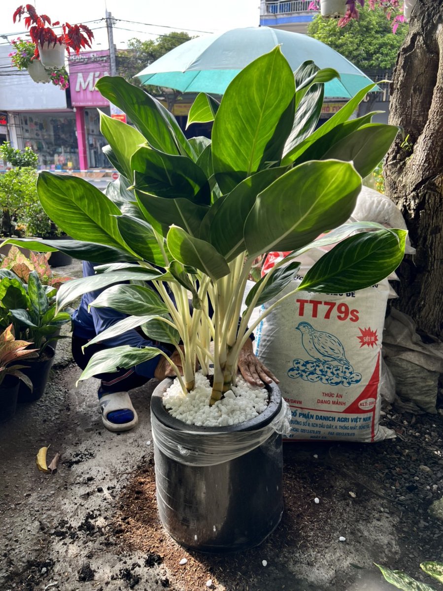 Bạch Mã Hoàng Tử 2