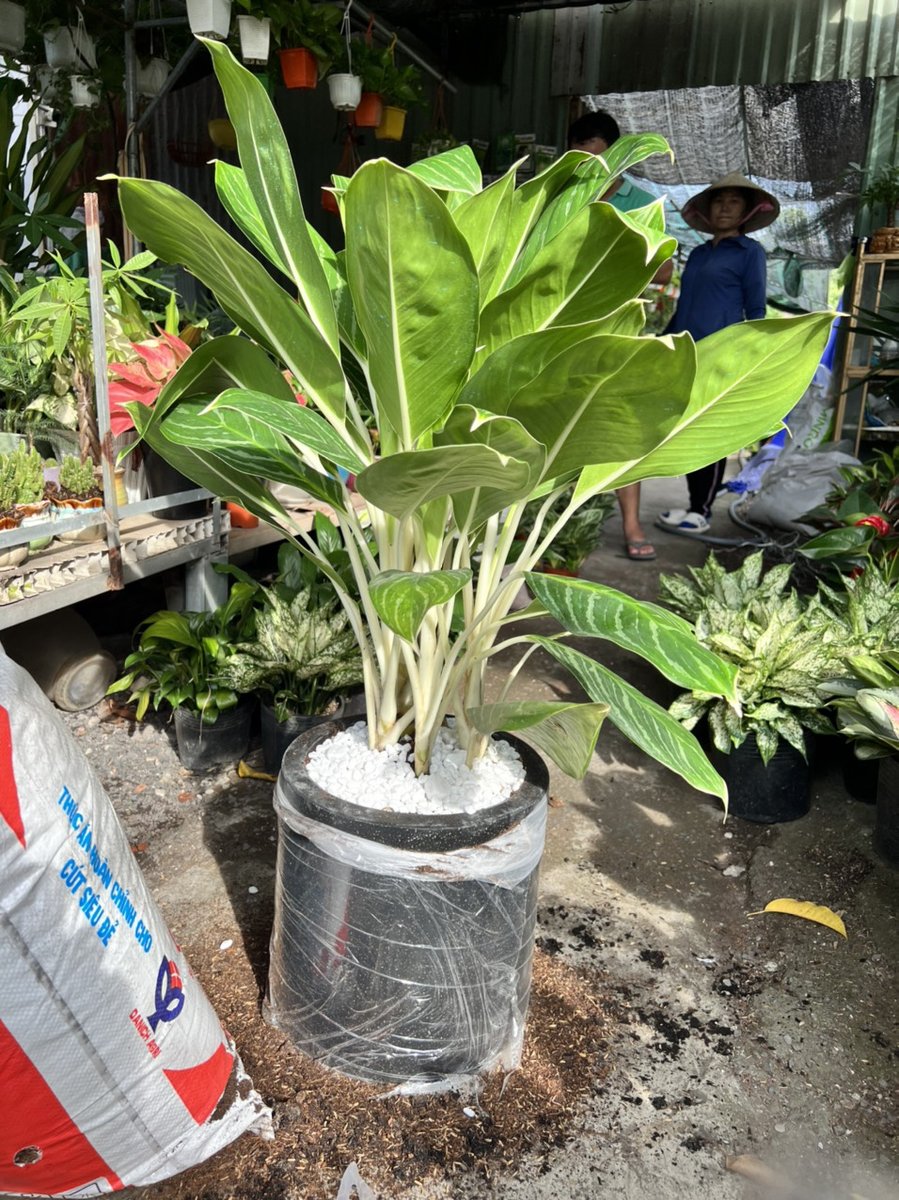 Bạch Mã Hoàng Tử