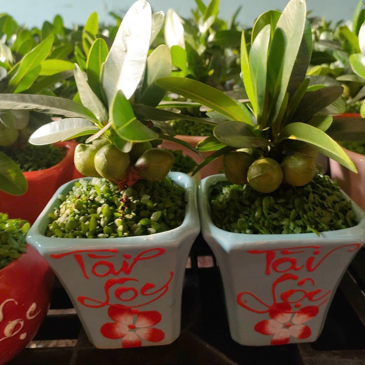 May Mắn Tài Lộc 2