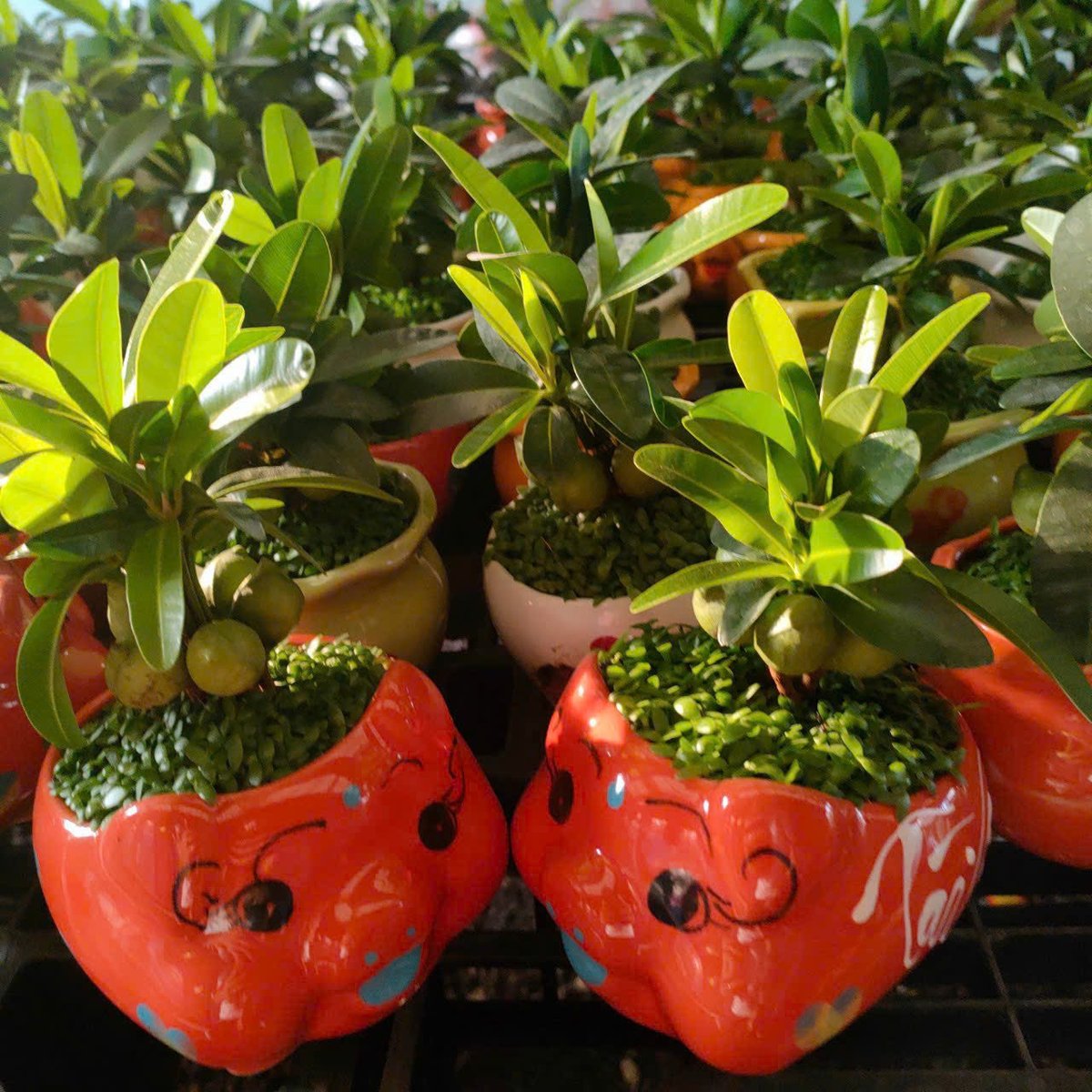 May Mắn Tài Lộc