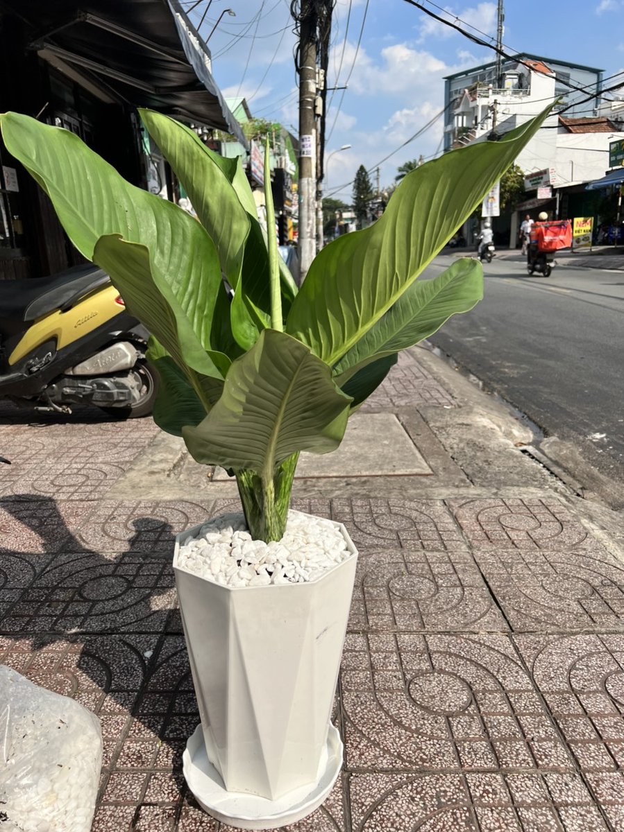 Đại Phú Gia 2