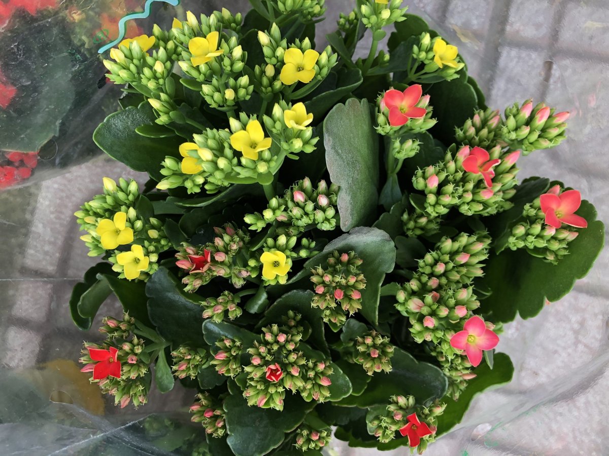 Hoa Sống Đời 3