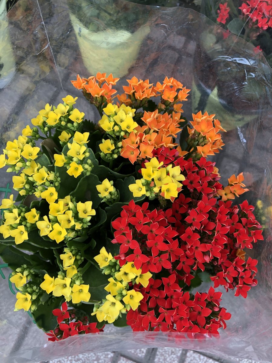 Hoa Sống Đời