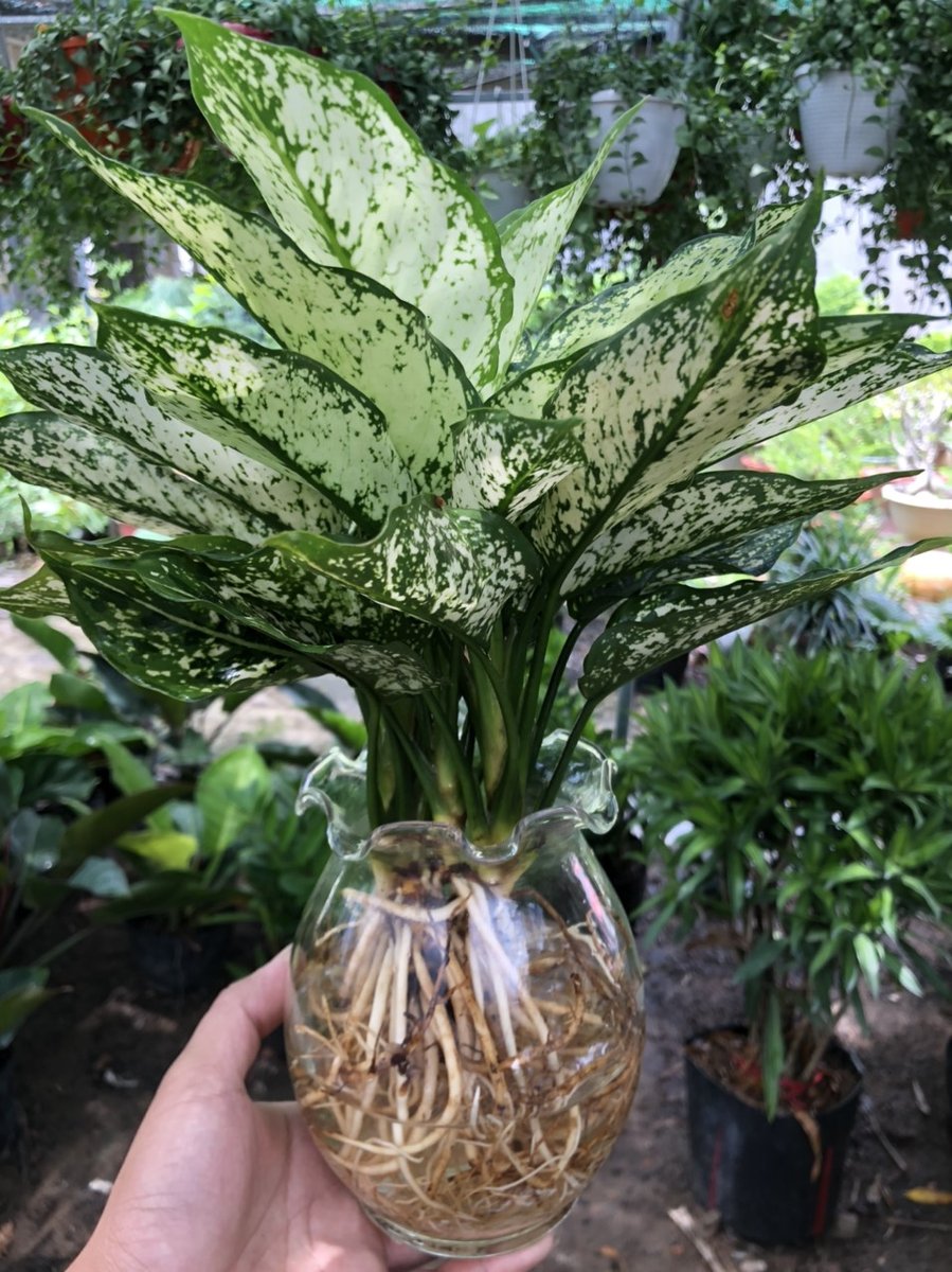 Ngọc Ngân Thủy Sinh 3