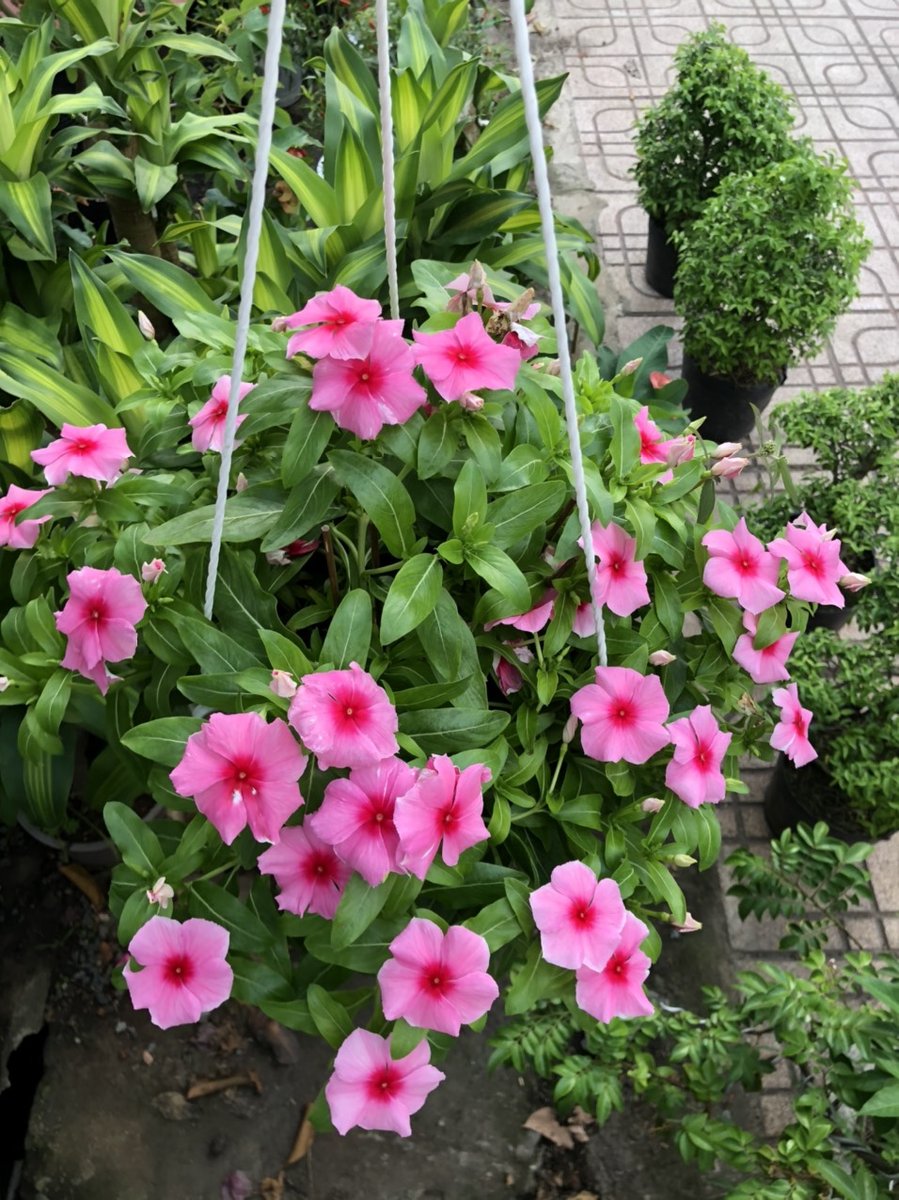 Hoa Dừa Thái 2