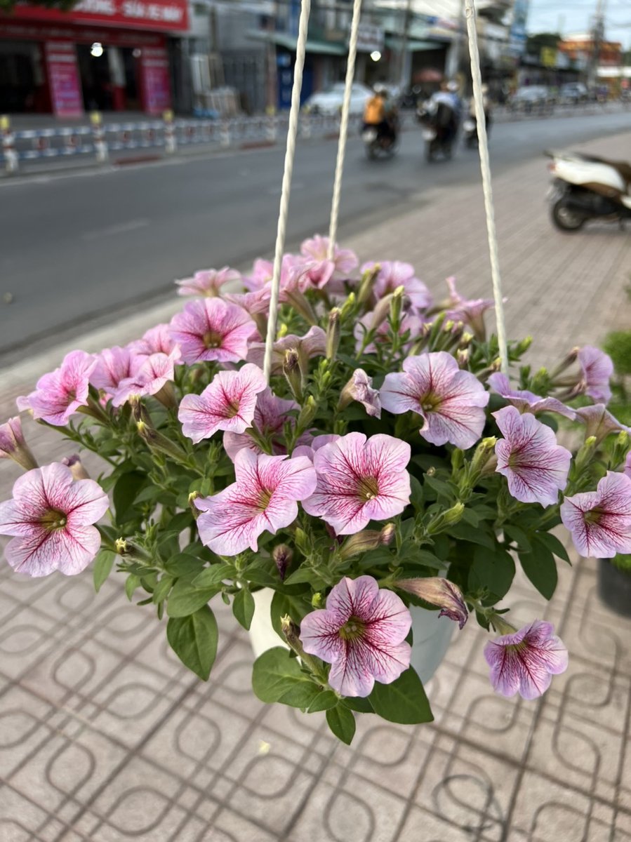 Hoa Dạ Yến Thảo