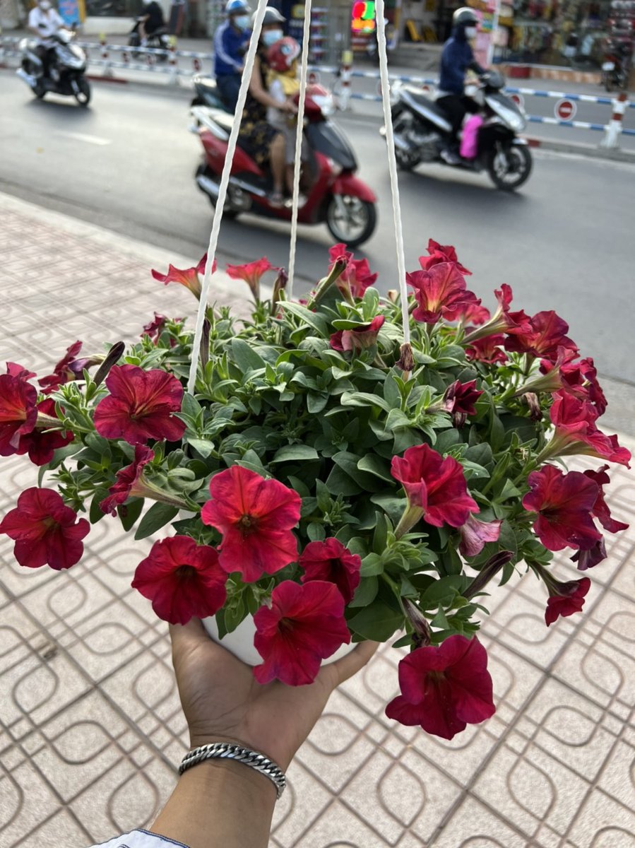 Hoa Dạ Yến Thảo 3