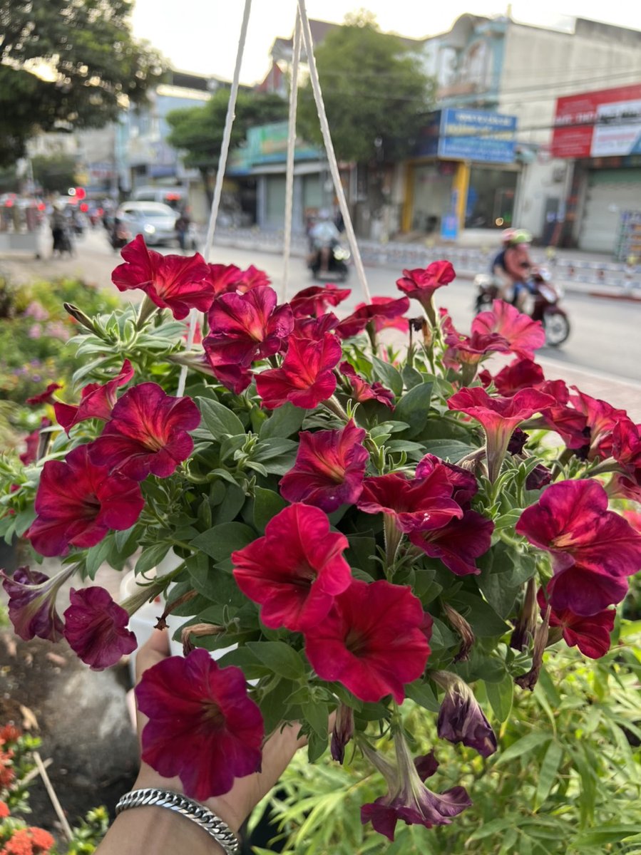 Hoa Dạ Yến Thảo 2