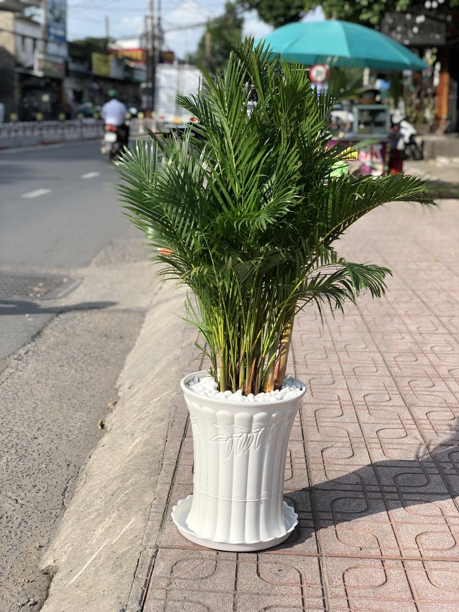 Cau Nhật